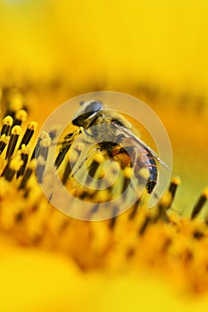 Beautiful vivid yellow sunflower with honey bee pollinate mirco photo photo