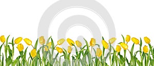 Beautiful vivid yellow tulips on long stems with green leaves arranged in seamless row. Isolated on white background.