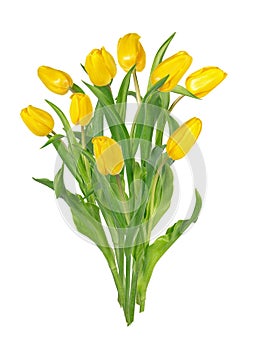Beautiful vivid yellow tulips on long stems with green leaves in a bunch. Bouquet of spring flowers.