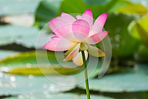 Beautiful Vividly Coloured Japanese Lotus Flower in Early Autumn