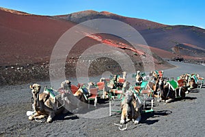 Beautiful volcanic landscape at the Timanfaya National Park. Camels waiting for the next tourist ride. Lanzarote, Spain