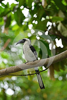 Beautiful Von der Deckenâ€™s hornbill Tockus deckeni perched on a tree branch