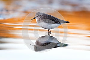 Beautiful wader bird drinking on the water photo