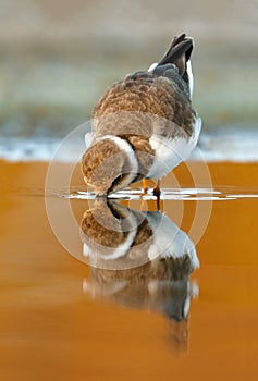 Beautiful wader bird drinking on the water