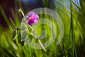 Beautiful waking landscape in the spring