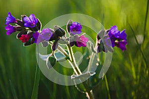 Beautiful waking landscape in the spring