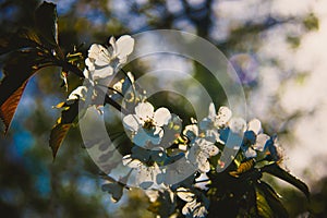 Beautiful waking landscape and trees in the spring