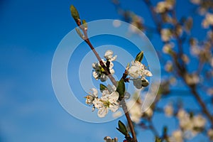 Beautiful waking landscape and trees in the spring