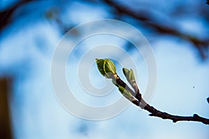 Beautiful waking landscape and trees in the spring