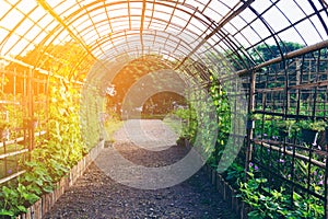 Beautiful walk way plant tunnel