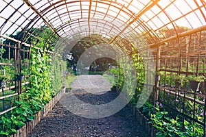 Beautiful walk way plant tunnel