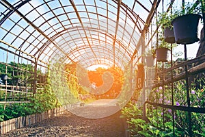 Beautiful walk way plant tunnel