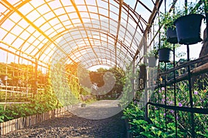 Beautiful walk way plant tunnel