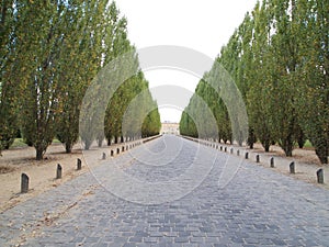 Beautiful walk way with Tree and Stone road