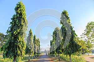 Beautiful walking way garden