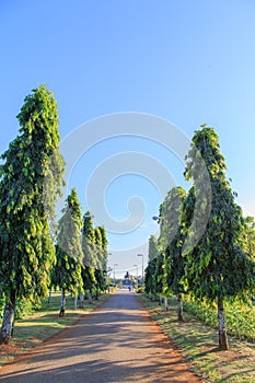 Beautiful walking way garden