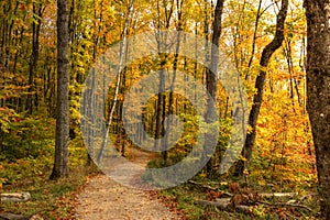 Beautiful walkway in with fall colors in Michigan USA