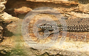 A beautiful Wall Lizard Podarcis muralis basking in the sun on a tree trunk on the isle of Wight.