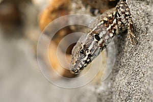 A beautiful Wall Lizard, Podarcis muralis, poking its head out of a stone wall.