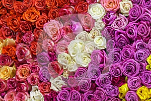 Beautiful wall made of colourful roses