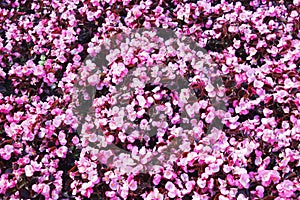 Beautiful wall made of red violet purple flowers, roses, tulips, press-wall,