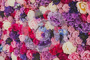 Beautiful wall made of red violet purple flowers, roses, tulips, press-wall, background