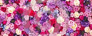 Beautiful wall made of red violet purple flowers, roses, tulips, press-wall, background