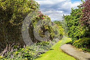 Beautiful walled garden with climbing roses