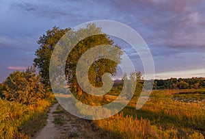 Beautiful warm light on the trees and landscape