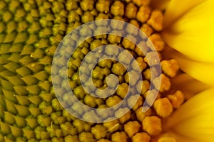 Beautiful warm pollen yellow flowers of an unripe sunflower close-up, top view, summer, background for a postcard. macro photo