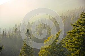 Beautiful warm soft light of the summer evening in misty forest. High Tatras, Slovakia