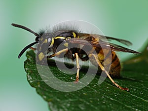 Beautiful wasp