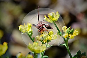 A beautiful wasp Polistes canadensis on the flower of Ruta graveolens