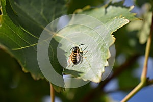 gallic wasp on a vine leaf