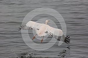 Beautiful water bird Pink-backed Pelican with yellow beak and gentle pink feathers and funny topknot flying up from