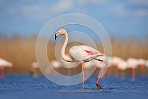 Beautiful water bird. Pink big bird Greater Flamingo, Phoenicopterus ruber, in the water, Camargue, France. Flamingo walk in water