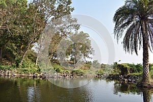 A beautiful water body with reflection of green tress