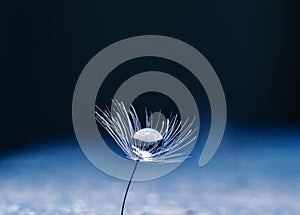 Beautiful water drop on a dandelion flower seed macro in nature. Free space for text. Wallpaper, background, desktop, cover.