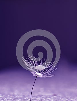 Beautiful water drop on a dandelion flower seed macro in nature. Free space for text. Wallpaper, background, desktop, cover.