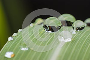 Beautiful water drop on green leaf macro .