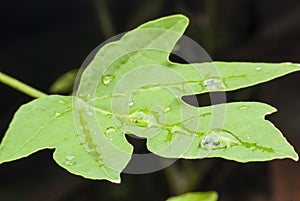 Beautiful water drop on green leaf macro .