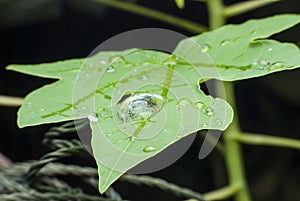 Beautiful water drop on green leaf macro .