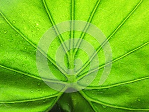 Beautiful water drop on a leaf close-up