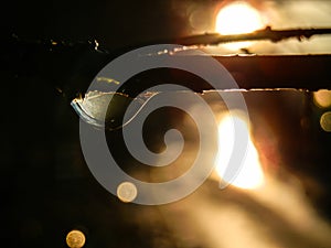 Beautiful water drop on twig shot against sunset