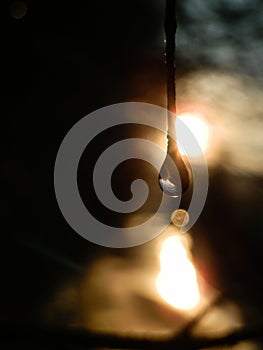 Beautiful water drop on twig shot against sunset