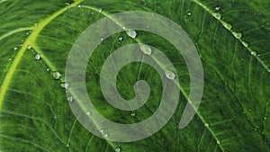 Beautiful water droplets on a wide green taro leaf