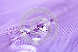 Beautiful water drops on the feather. Macro. Beautiful soft light blue and violet background. Selective focus
