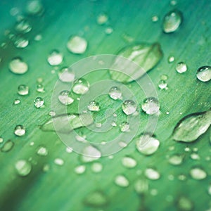 Beautiful water drops on a green leaf