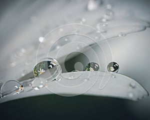 Beautiful water drops on a white flower.