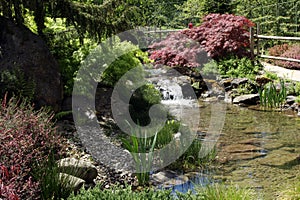 Beautiful water garden with a waterfall and waterside plants.